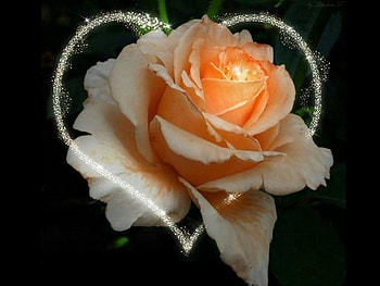 Rose, heart, petal, flower HD wallpaper
