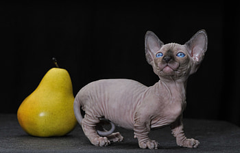 Animals, Cat, Kitty, Kitten, Pear, Bambino HD wallpaper