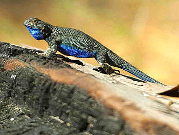 Lizard, cool, beautiful HD wallpaper