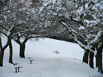 Stroll Through the Park, cold, benches, trees, snow HD wallpaper