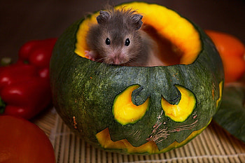 Hamser, animal, hamster, animals, nice HD wallpaper