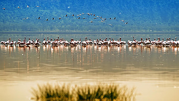 Flamingos lake, nature, flamingo, lake, beach HD wallpaper