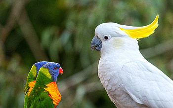 Parrot bird , Colorful plumage, backgrounds HD wallpaper