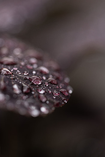 Drops, Macro, Wet, Dew, Leaflet HD phone wallpaper