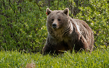 Animals, Grass, Bear, Stroll, Large, Big HD wallpaper