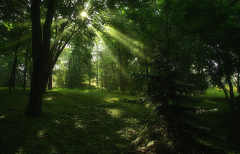 Landscape, Trees HD wallpaper