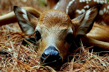 Fawn, Animals, Brown, Black, Deer HD wallpaper