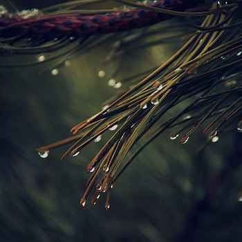 Rainy pine tree, Dark green nature, Mountain , Mystical atmosphere HD phone wallpaper
