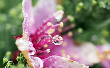 Droplets Flower, drops, flowers, nature HD wallpaper
