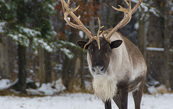 Woodland caribou, Endangered species, Canada, Conservation HD wallpaper