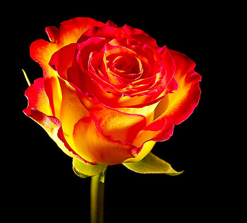 To all the Special people on this site, rose, black background, flower, bright, orange and yellow HD wallpaper