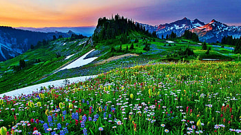 Spring Mountain Wildflowers, hills, landscape, colors, sky, meadow, flowers, rocks, sunset HD wallpaper