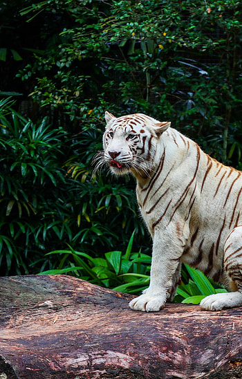 Animals, Predator, Big Cat, Tiger, Animal, Bengal Tiger HD phone wallpaper