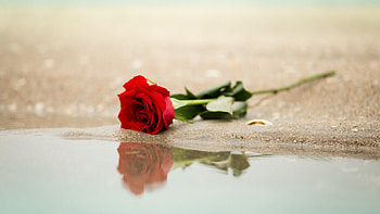 Red Rose, Water, Pond, Walking HD wallpaper