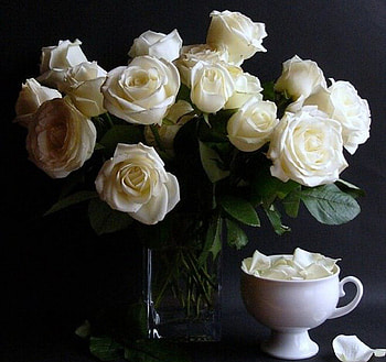 white roses, still life, white, abstract, roses, flowers HD wallpaper