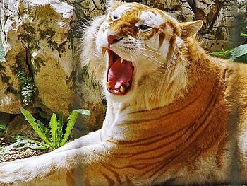 Big Rawwwr, animal, tiger, graphy, cat, beautiful, wild, forest HD wallpaper