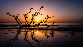 Driftwood Beach, beach, nature, sunset, graphy, branch HD wallpaper