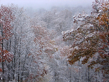 Nature, Trees, Autumn, Leaves, Snow HD wallpaper