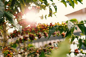 Sunlit coffee plant with ripe cherries on branches, showcasing nature's bounty. HD wallpaper