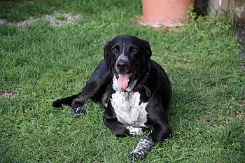 Animals, Grass, To Lie Down, Lie, Dog, Spotted, Spotty, Tired HD wallpaper