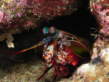 Macro Phil Hawley, back, shell, sealife, ocean HD wallpaper