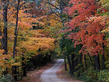 This Looks Like The Right Way To Go, trees, autumn, road, forest HD wallpaper
