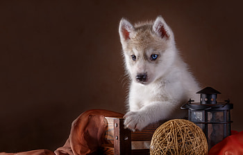 Puppy, dog, animal, white, cute, wool ball, husky, paw, caine HD wallpaper