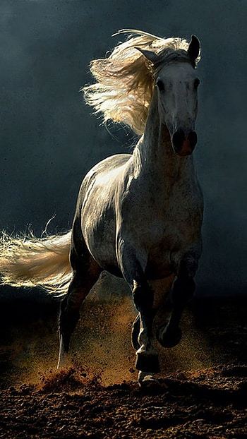 Alone Horse, alone, horse HD phone wallpaper