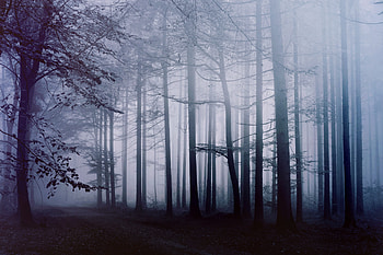 Fog Forest Morning , forest, fog, morning, nature HD wallpaper