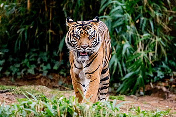 Tiger, animal, nature, cat HD wallpaper