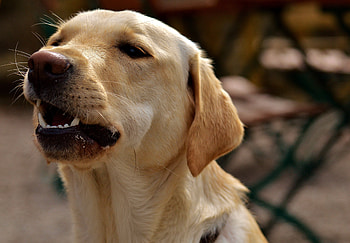Animals, Grin, Dog, Muzzle, Labrador HD wallpaper