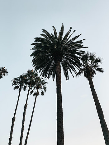 Nature, Sky, Wood, Tree, Palm, Branches, Bottom View HD phone wallpaper