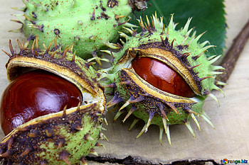 Conker on a wooden background, Autumn fruits, Horse chestnut , Natural beauty HD wallpaper