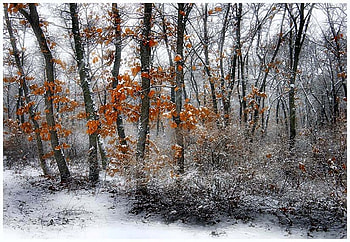 Cold Forest, winter, graphy, gold, snow, trees, autumn, , white, frost, fall, cold, forests, leaves, bulgaria, view, nature, forest HD wallpaper