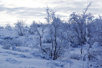 Winter, Nature, Trees, Snow, Snow Covered, Snowbound HD wallpaper
