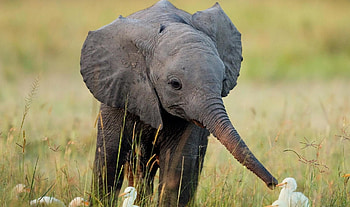 Friendly Baby Elephant, Animals, Duck, Field, Elephant HD wallpaper