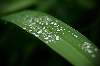Rain drops, leaf, close up HD wallpaper