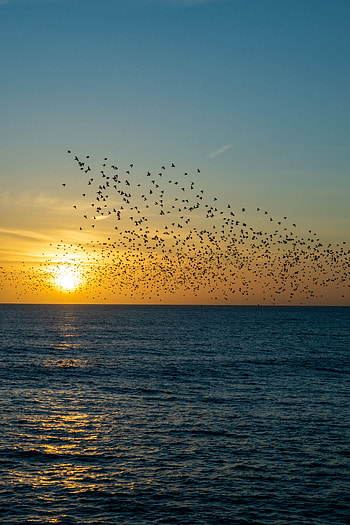 Nature, Birds, Sunset, Sea, Flock HD phone wallpaper