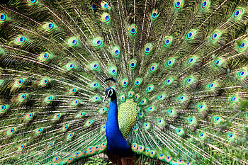 Peacock, Animal, Bird, Birds HD wallpaper