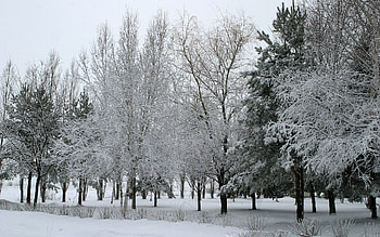 Snow day, white, snow, cold, trees, nature, forest HD wallpaper