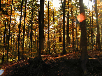 Fall in the forest, colorfull, leaves, solitude, fall HD wallpaper