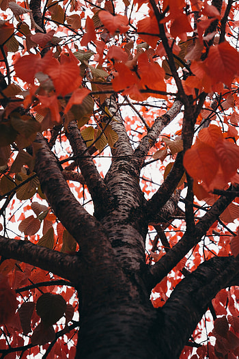 Nature, Trees, Autumn, Leaves, Branches HD phone wallpaper