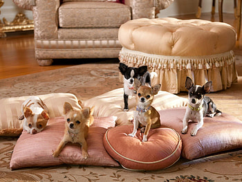 Chihuahua dogs in , High-quality backgrounds, Lovely pets, Delightful companions HD wallpaper