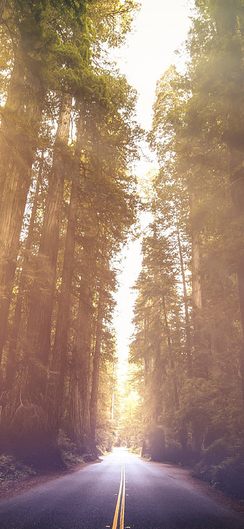 Redwoods National Park, , California woods, Nature's beauty HD phone wallpaper