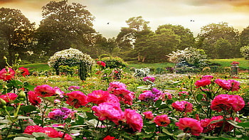 Peggy Rockefeller Rose Garden, New York Botanical Garden, blossoms, clouds, trees, blooming, sky, park, usa HD wallpaper