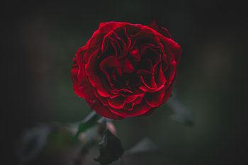Flowers, Flower, Plant, Dark, Rose Flower, Rose, Petals, Frozen HD wallpaper