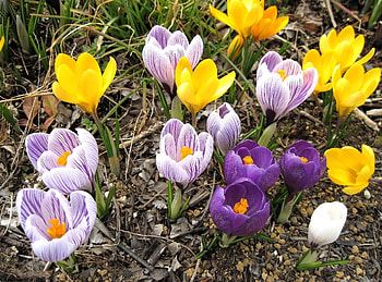 Flowers, Disbanded, Loose, Spring, Primrose, Crocuses HD wallpaper
