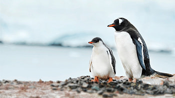 Penguin, Antarctic habitat, KDE store, Chilly wonderland HD wallpaper