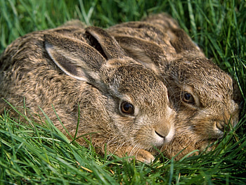 Animals, Rabbits HD wallpaper