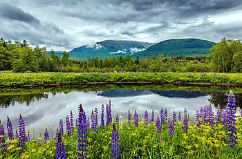 Lupine nature, beautiful, grass, mountain, lake, wildflowers, clouds, lupine, sky, nature, pond HD wallpaper